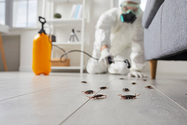 Affordable Termite Control solutions in Belmont, CA
